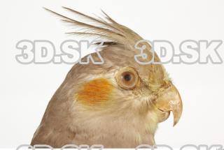 Cockatiel - Nymphicus hollandicus 0036